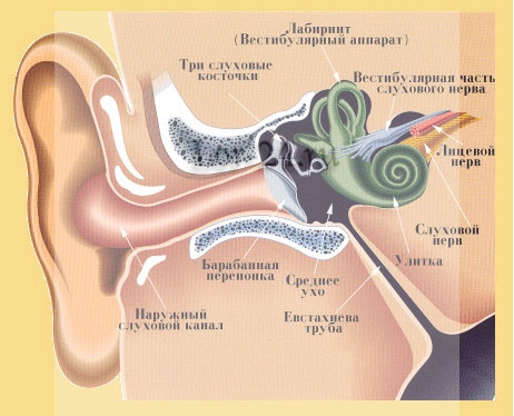 Зона поражения при баротравме уха