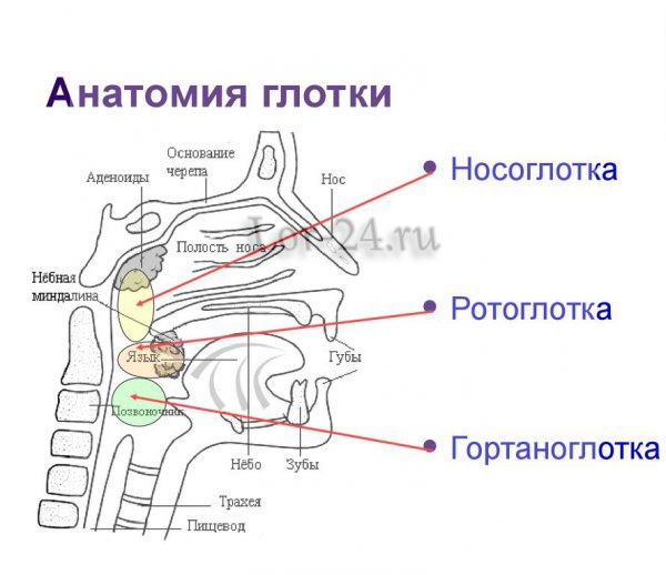 Anatomiya glotki