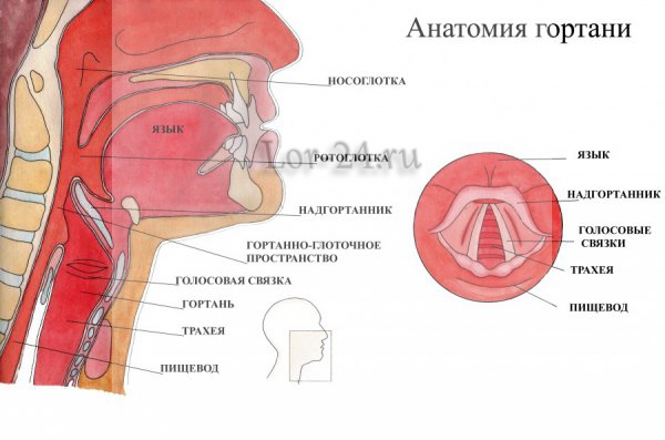 Anatomiya gortani
