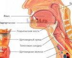 Строение горла, гортани и глотки человека, их анатомические особенности, функции, возможные заболевания и травмы