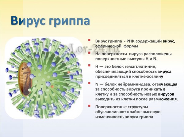 Virus grippa