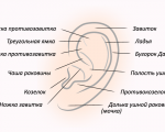 Как устроено наружное ухо у человека: анатомическое строение и функции