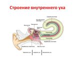 Строение внутреннего уха — анатомия и функции лабиринтита