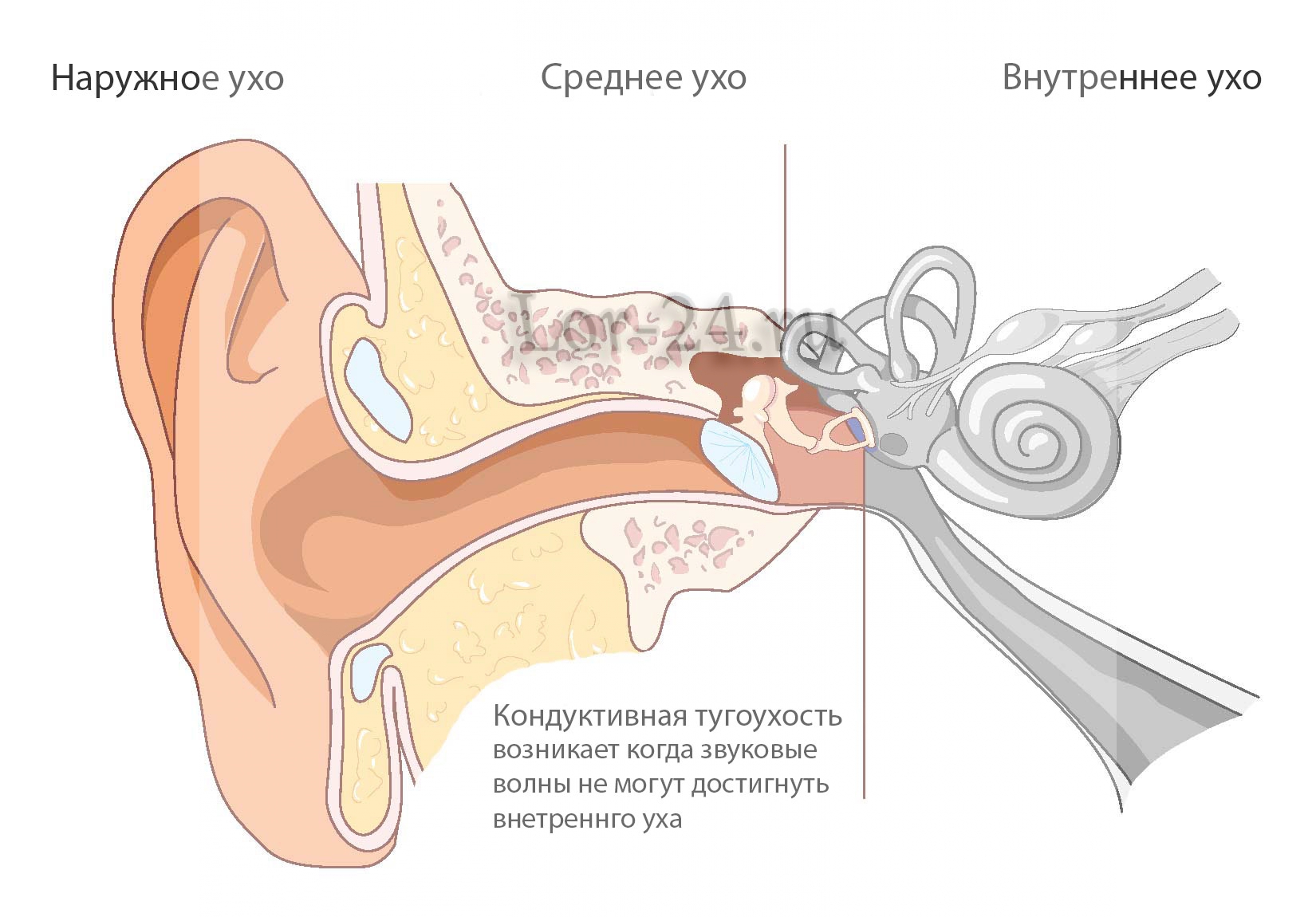 Костная проводимость. Костная проводимость слуха. Механизм воздушной и костной проводимости. Проводимость внутреннего уха.